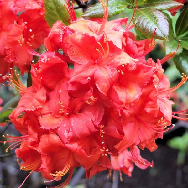 Rhododendron Doloroso