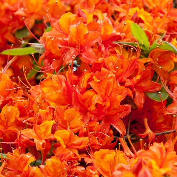 Rhododendron Hotspur Red