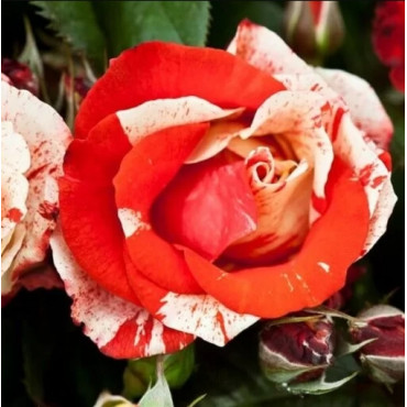 Ruža Polyantha Hanky Panky v kvetináči 2L