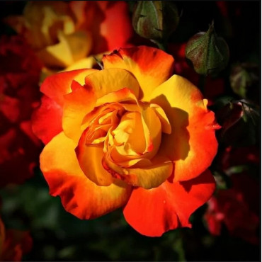 Ruža polyantha Rumba v kvetináči 2L