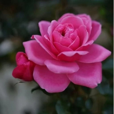 Ruža polyantha Tanal v kvetináči 2L
