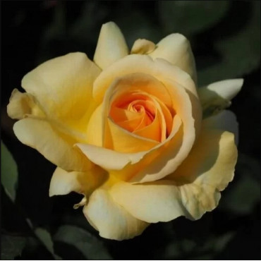 Ruža teahibrid Arthur Bell v kvetináči 2L