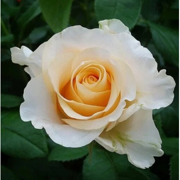 Ruža teahibrid Casanova v kvetináči 2L