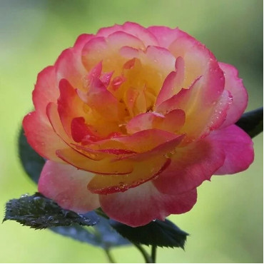 Ruža teahibrid Desse v kvetináči 2L