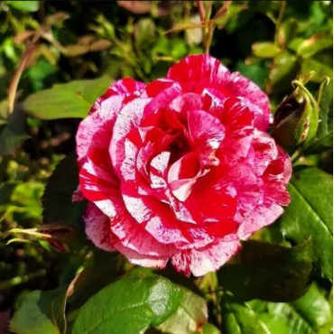 Popínavá ruža Ferdinand Pichard v kvetináči 2L