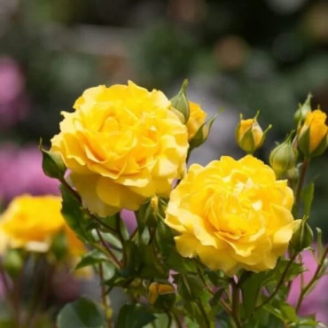 Popínavá ruža Golden Showers v kvetináči 2L
