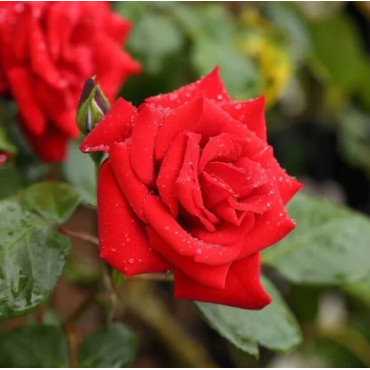Popínavá ruža Paul Scarlet v kvetináči 2L
