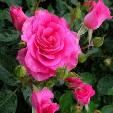Popínavá ruža Pink Cloud v kvetináči 2L