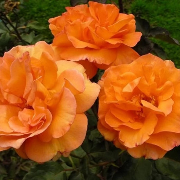 Popínavá ruža Westerland v kvetináči 2L