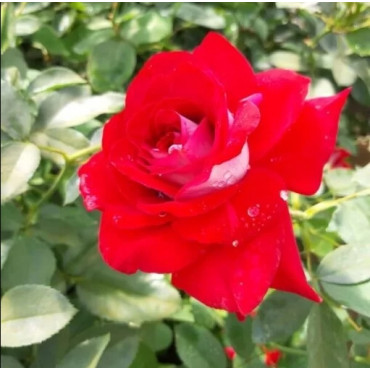 Ruža teahibrid Kronenburg v kvetináči 2L
