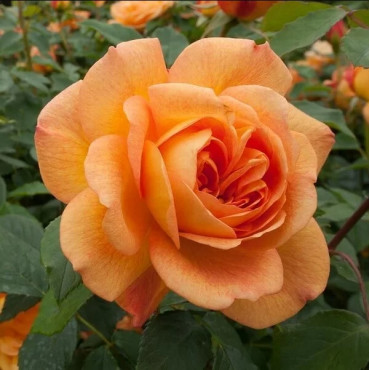 Ruža teahibrid Sika v kvetináči 2L