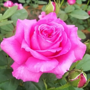 Ruža teahibrid Belle Ange v kvetináči 2L
