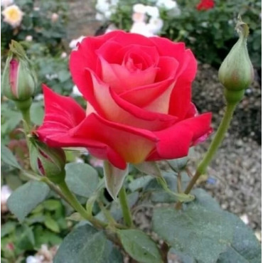 Ruža teahibrid Bicolette kvetináči 2L