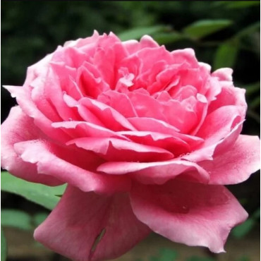 Ruža teahibrid Dream Princess v kvetináči 2L