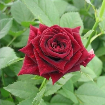 Ruža teahibrid Mr Lincoln v kvetináči 2L