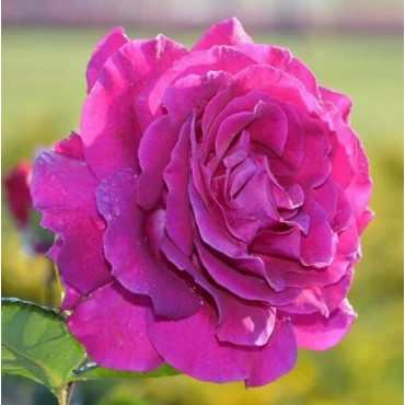 Ruža teahibrid Purple Orient v kvetináči 2L