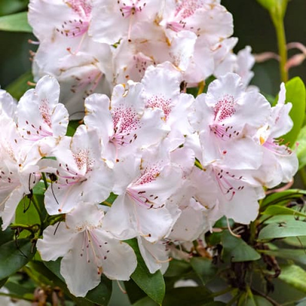 Rhododendron Cream Crest