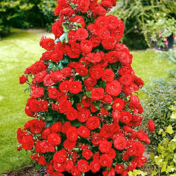 Lezecká ruža Red