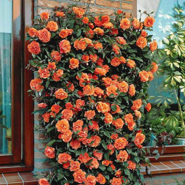 Lezecká ruža Orange