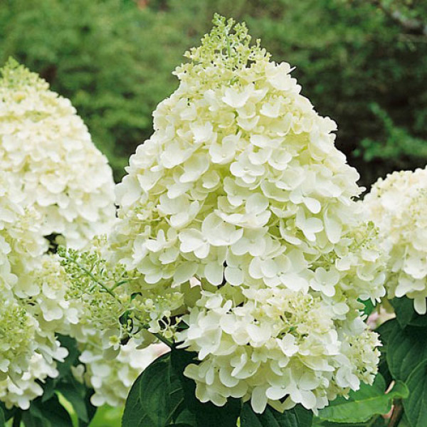 Hortenzia paniculata Silver Dollar