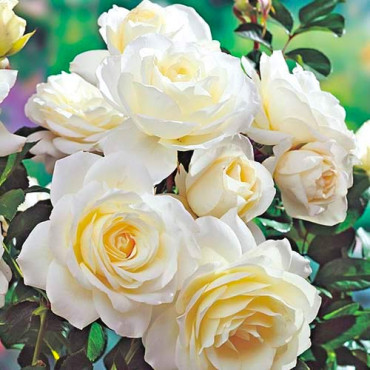 Ruža Floribunda White