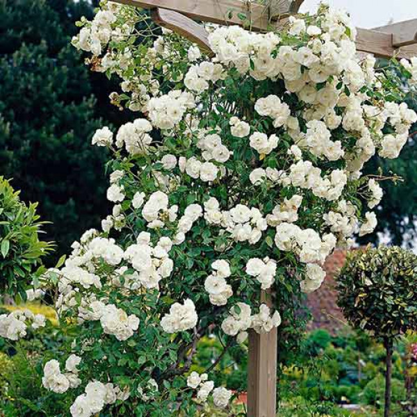 Lezecká ruža White