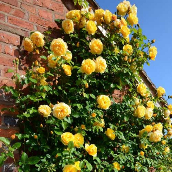 Lezecká ruža Yellow