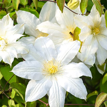 Clematis Lemon Chiffo