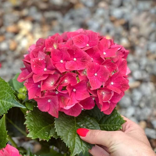 Hortenzia macrophylla Alpengluhen