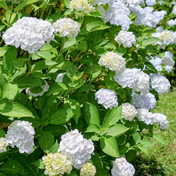 Hortenzia macrophylla Soeur Therese