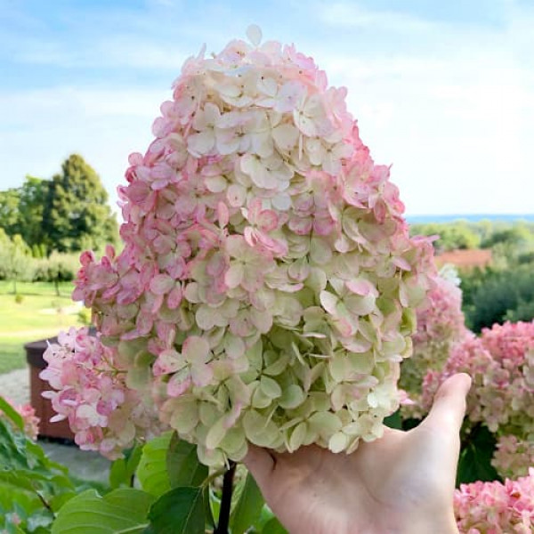 Hortenzia paniculata Vanilla Fraise