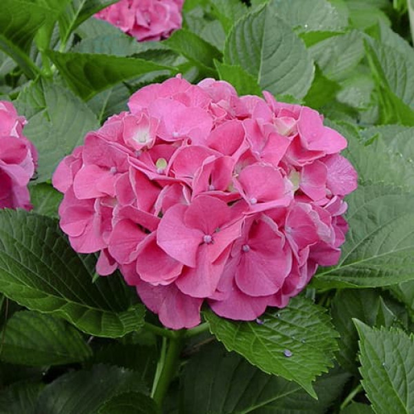 Hortensia macrophylla Pia