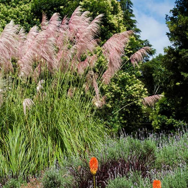 Pampová tráva Grass Pink Feather