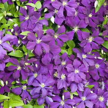 Clematis Romantica