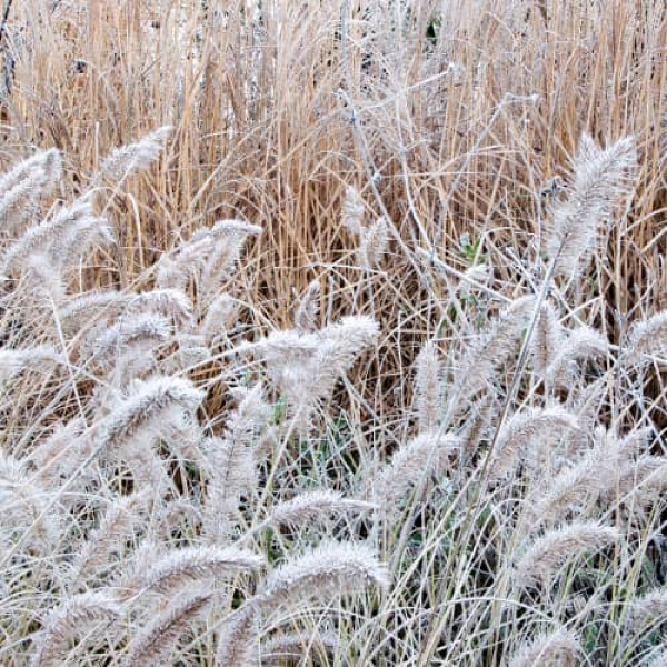 Pennisetum Little Bunny