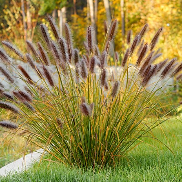 Pennisetum Red Head