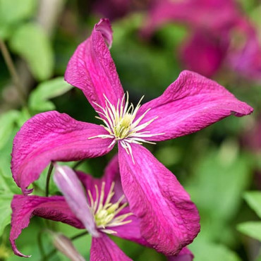 Clematis Rubra