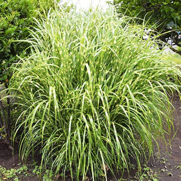 Slonia tráva (Miscanthus) Zebrinus