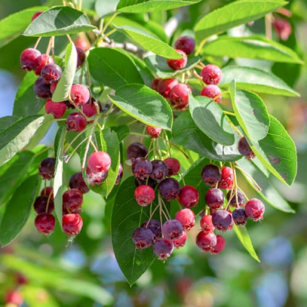 Amelanchier (Hrozienkový strom) Lamarckii