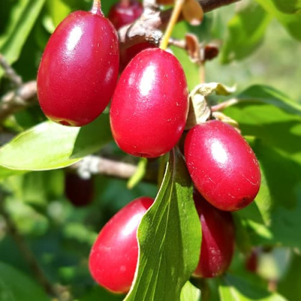 Drieň obyčajný (Cornus Mas)