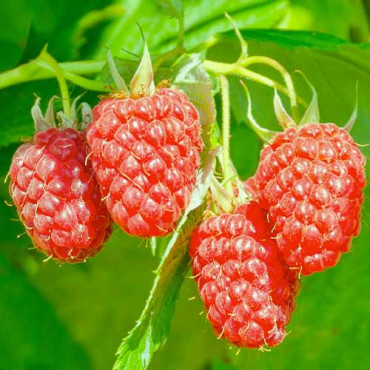 Hybrid ostružiny a maliny Loganberry