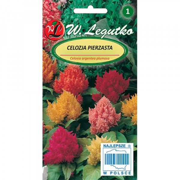 Celosia, mix viacfarebný