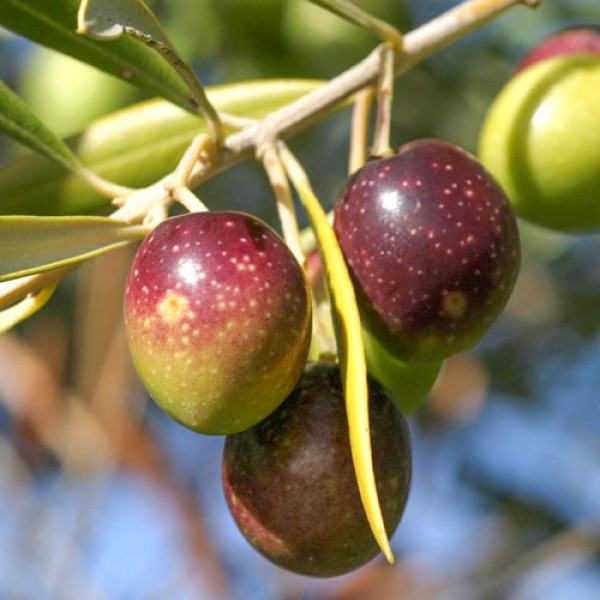 Aklimatizovaná oliva Prodromoy
