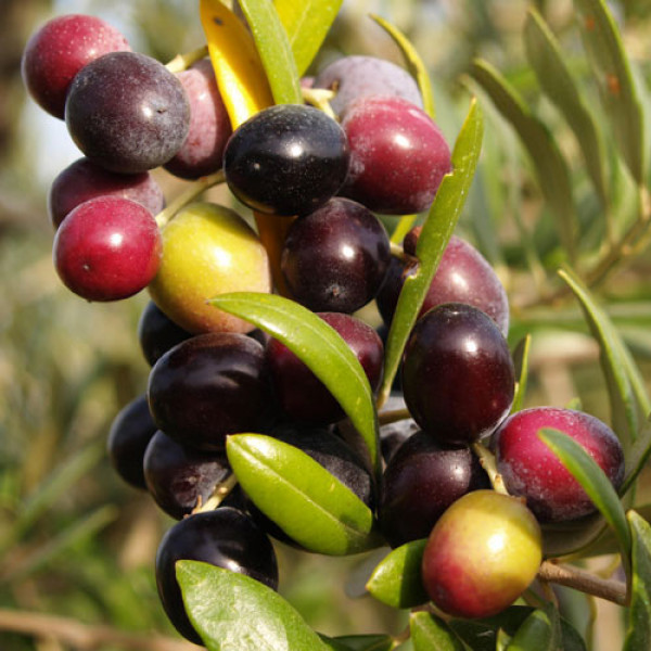 Aklimatizovaný olivovník Arbequina