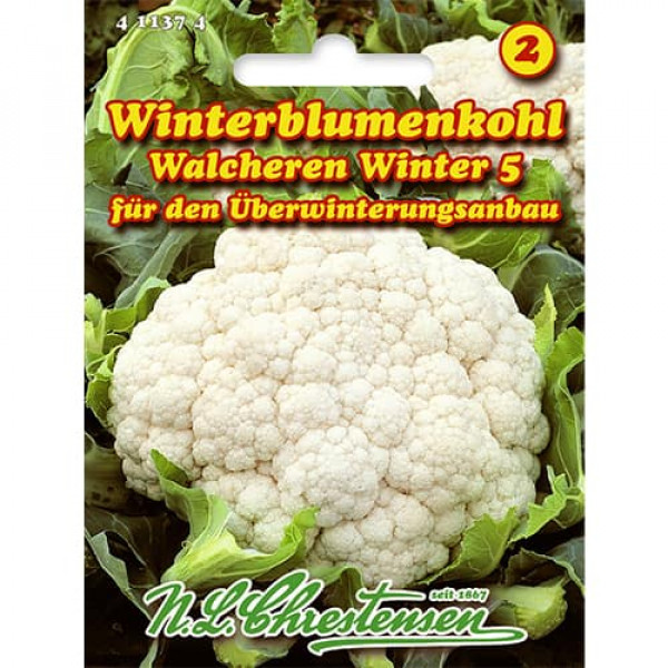 Karfiol Walcheren Winter 5