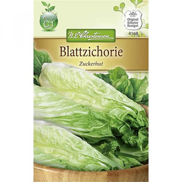 Biela čakanka (radicchio) Zuckerhut