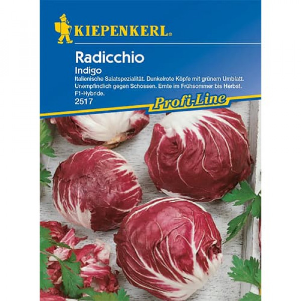 Čakanka červená (radicchio) Indigo