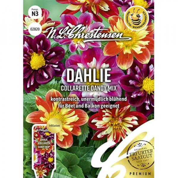 Dahlia Collarette Dandy, mix viacfarebný