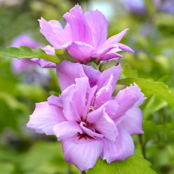 Hibiscus Ardens