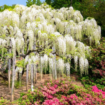 Vistéria Wisteria sinensis